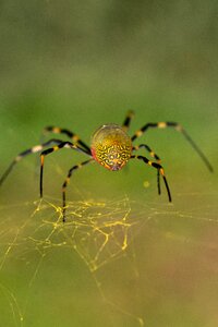 Macro web nature photo