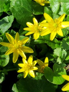 Scharbockskraut (Ficaria verna) - wild wachsend im Gartenschaupark Hockenheim