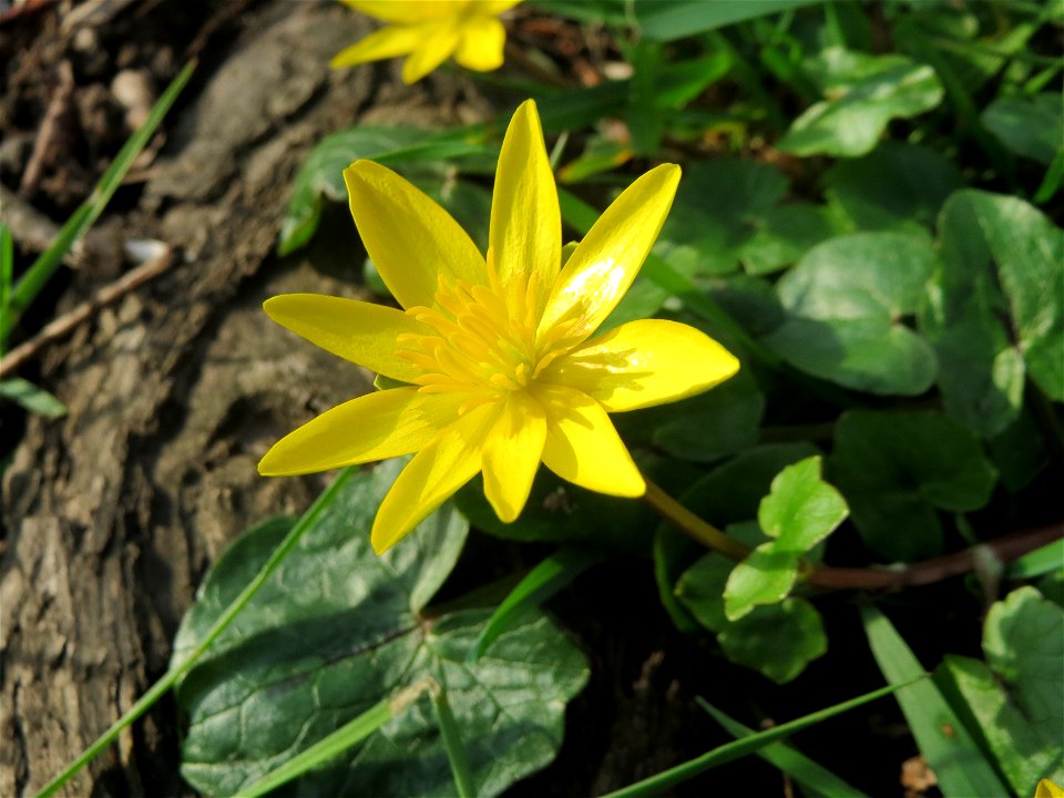 Scharbockskraut (Ficaria verna) an der Saar in Saarbrücken