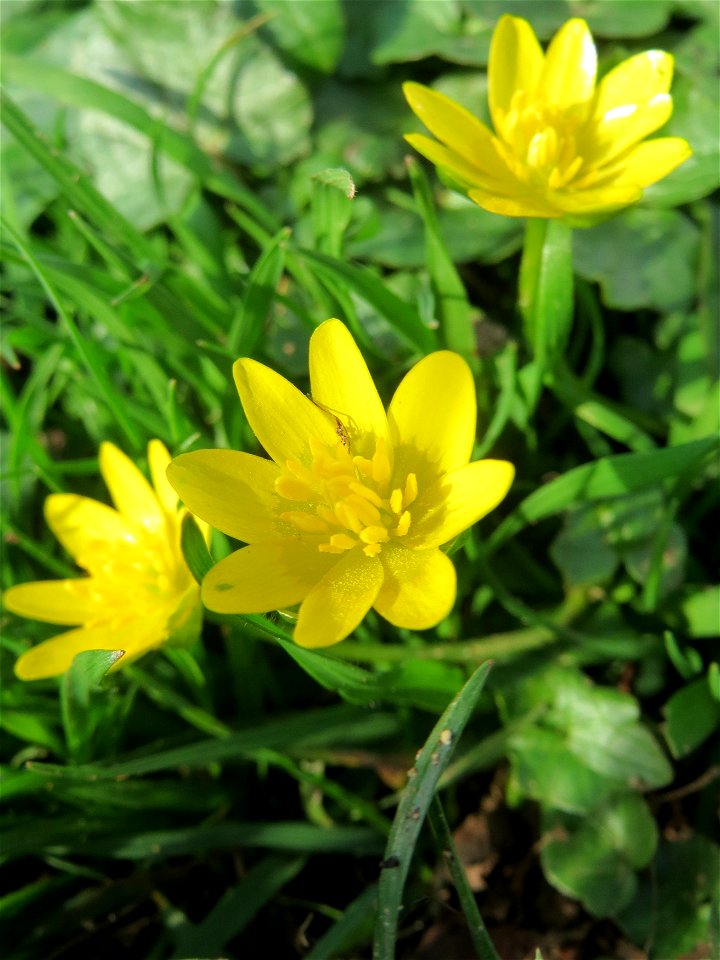 Scharbockskraut (Ficaria verna) an der Saar in Saarbrücken