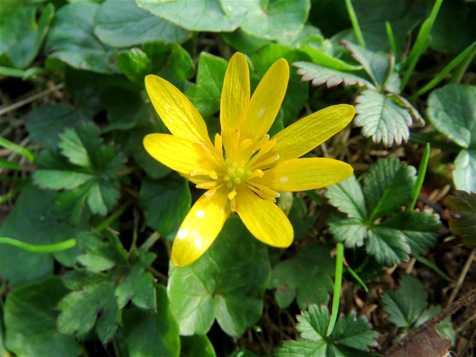 Scharbockskraut (Ficaria verna) an der Saar in Saarbrücken