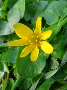 Scharbockskraut (Ficaria verna) an der Saar in Saarbrücken