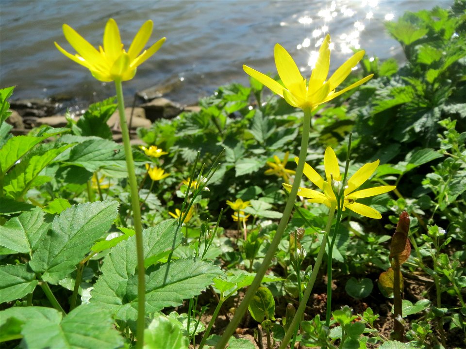 Scharbockskraut (Ficaria verna) an der Saar in Saarbrücken