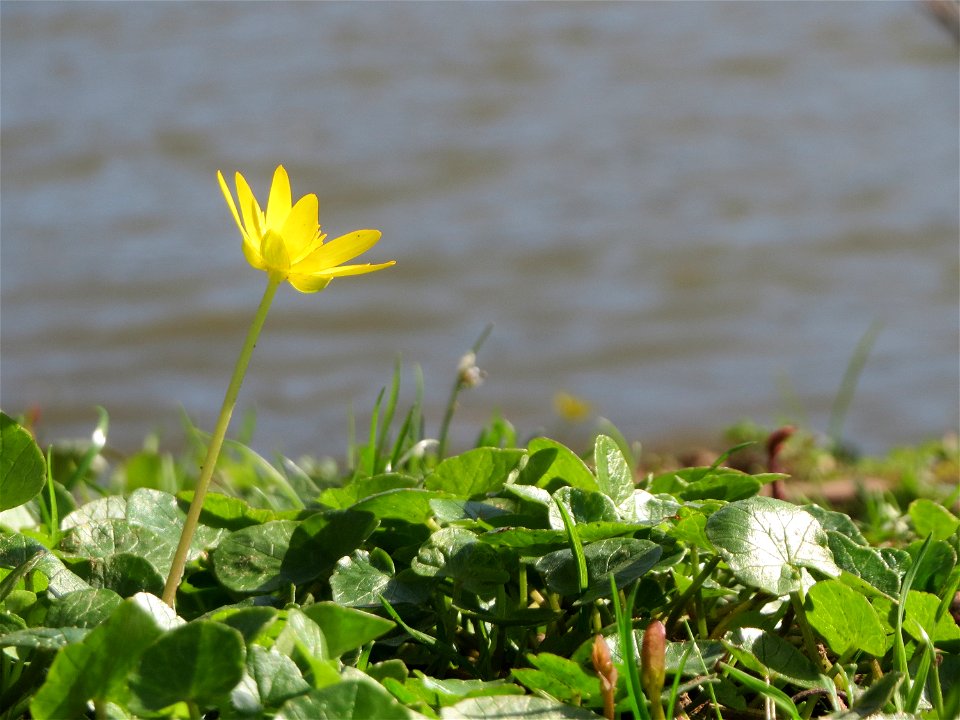 Scharbockskraut (Ficaria verna) an der Saar in Saarbrücken