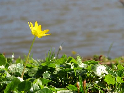 Scharbockskraut (Ficaria verna) an der Saar in Saarbrücken
