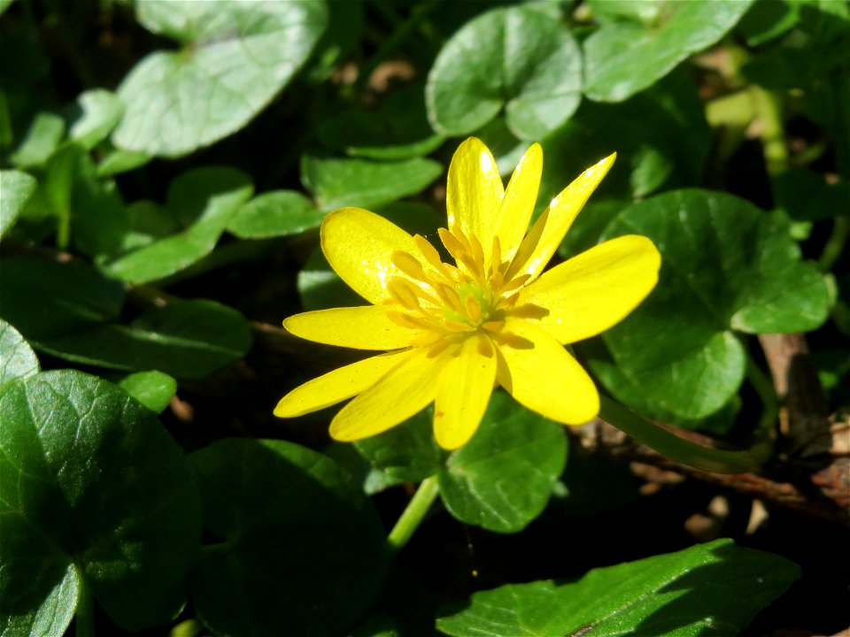 Scharbockskraut (Ficaria verna) im Habsterwiesental in Alt-Saarbrücken