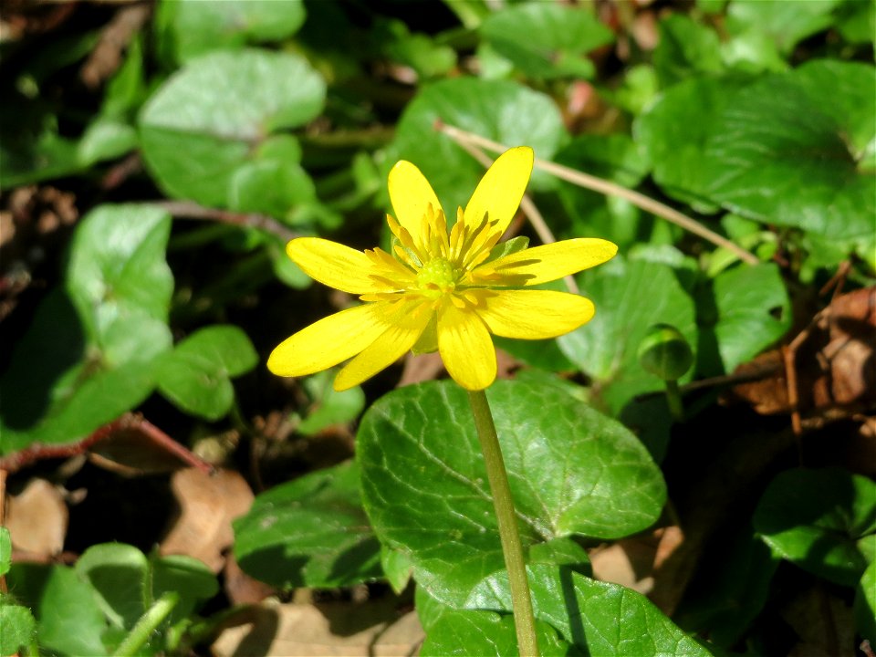 Scharbockskraut (Ficaria verna) im Habsterwiesental in Alt-Saarbrücken