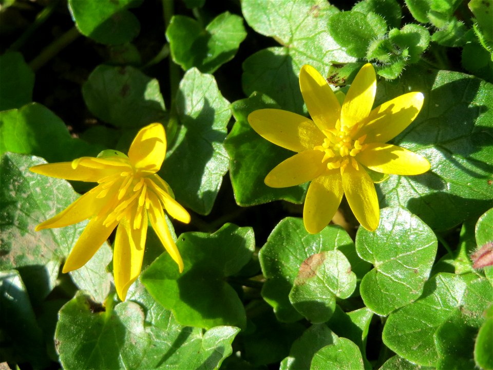 Scharbockskraut (Ficaria verna) am Staden in Saarbrücken