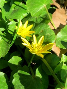 Scharbockskraut (Ficaria verna) am Staden in Saarbrücken