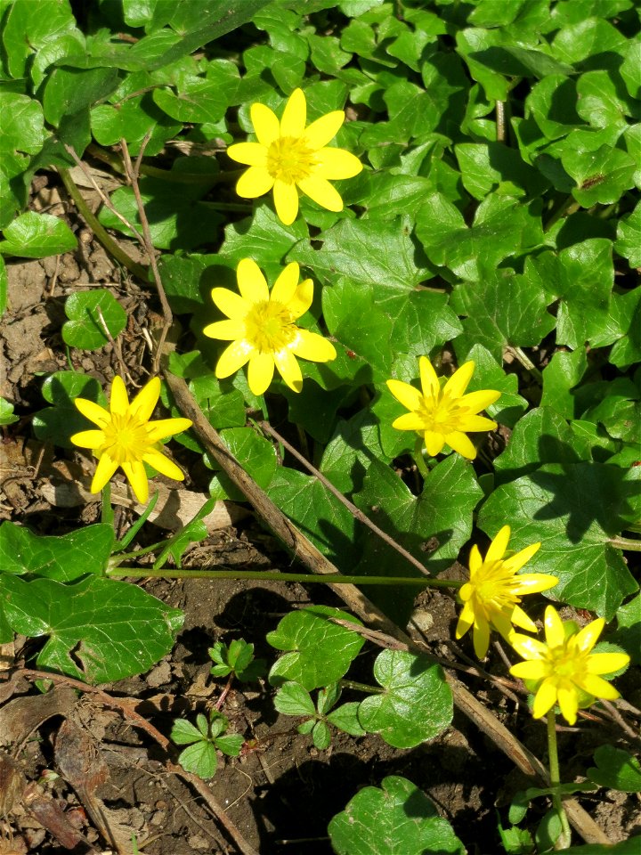 Scharbockskraut (Ficaria verna) in der ehem. Bismarckanlage in Sankt Arnual