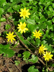 Scharbockskraut (Ficaria verna) in der ehem. Bismarckanlage in Sankt Arnual