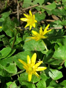 Scharbockskraut (Ficaria verna) in der ehem. Bismarckanlage in Sankt Arnual
