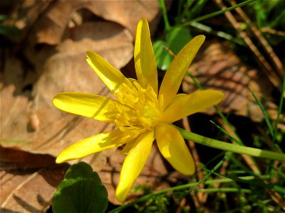 Scharbockskraut (Ficaria verna) in der Schwetzinger Hardt