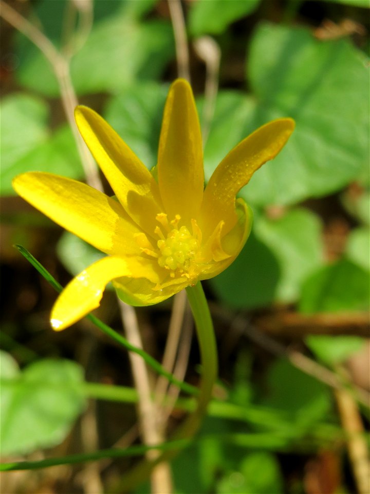 Scharbockskraut (Ficaria verna) in der Schwetzinger Hardt
