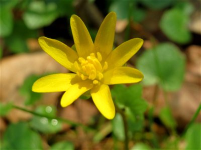Scharbockskraut (Ficaria verna) in der Schwetzinger Hardt