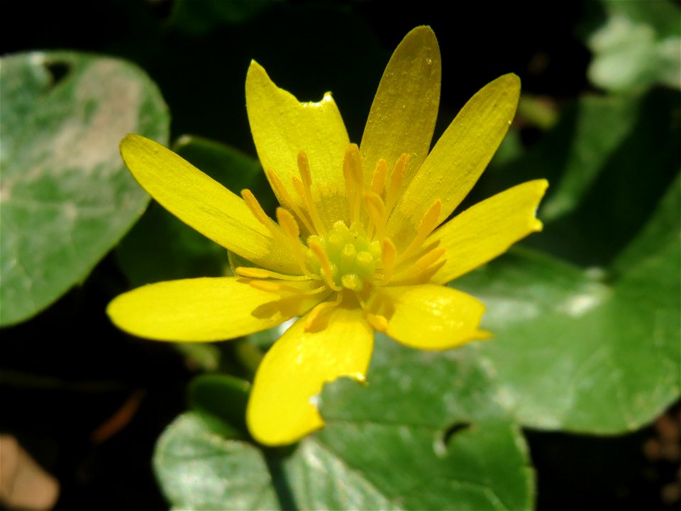 Scharbockskraut (Ficaria verna) in Hockenheim