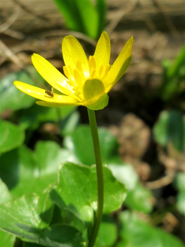 Scharbockskraut (Ficaria verna) in Hockenheim