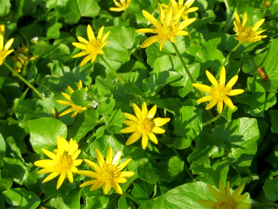 Scharbockskraut (Ficaria verna) in Hockenheim