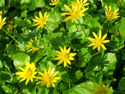 Scharbockskraut (Ficaria verna) in Hockenheim