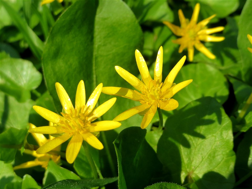 Scharbockskraut (Ficaria verna) in Hockenheim
