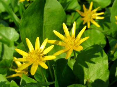 Scharbockskraut (Ficaria verna) in Hockenheim