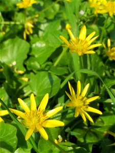 Scharbockskraut (Ficaria verna) in Hockenheim
