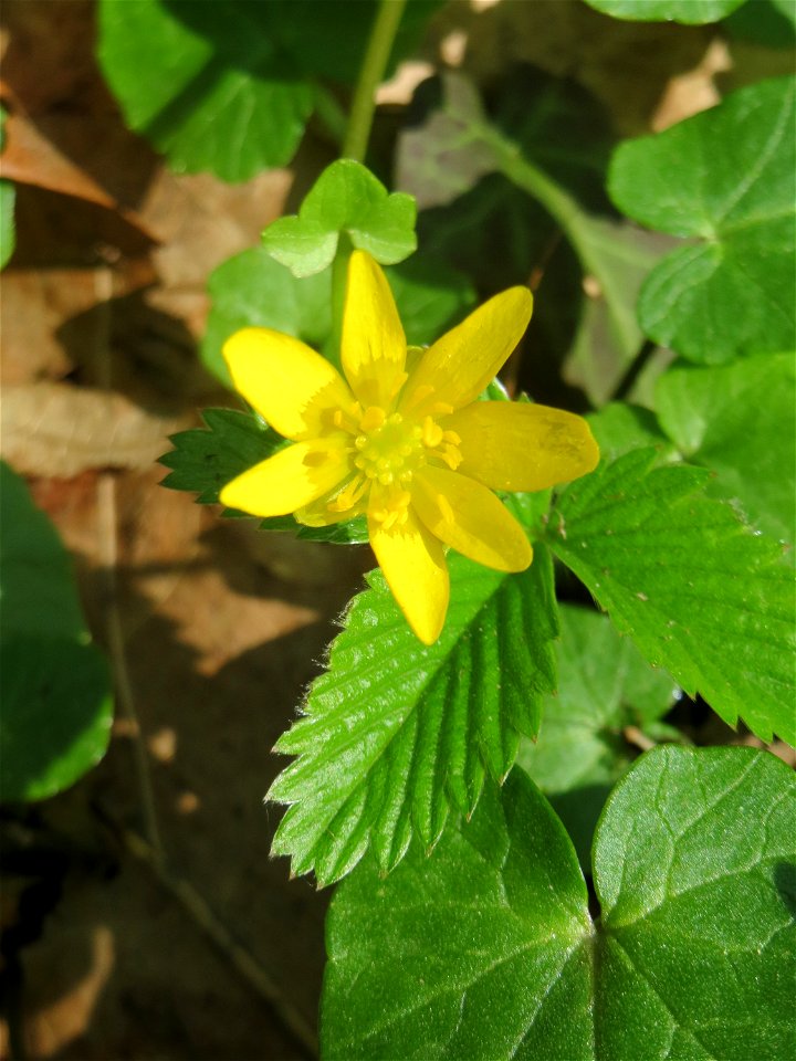 Scharbockskraut (Ficaria verna) in der Schwetzinger Hardt