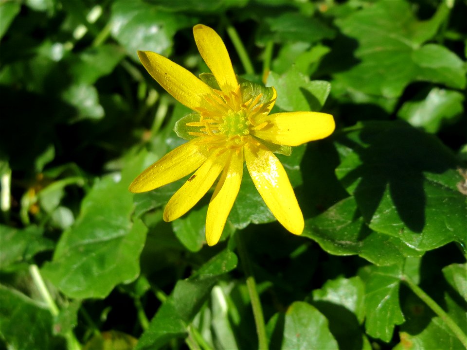 Scharbockskraut (Ficaria verna) am Tabaksweiher in Sankt Arnual