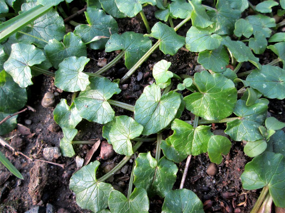Grundblätter vom Scharbockskraut (Ficaria verna) im Gartenschaupark Hockenheim - wild wachsend in waldartiger Umgebung - ist vor der Blüte als würzige Salatbeigabe in kleineren Mengen unbedenklich - s