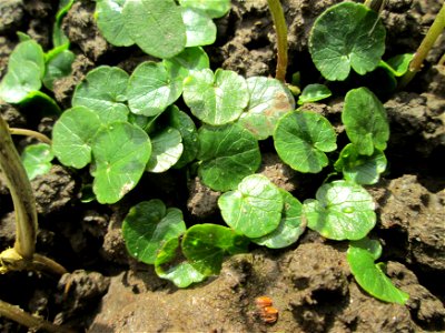 Grundblätter vom Scharbockskraut (Ficaria verna) an der Saar in Saarbrücken - vor der Blüte eignet sich das Scharbockskraut als würzige Salatbeigabe