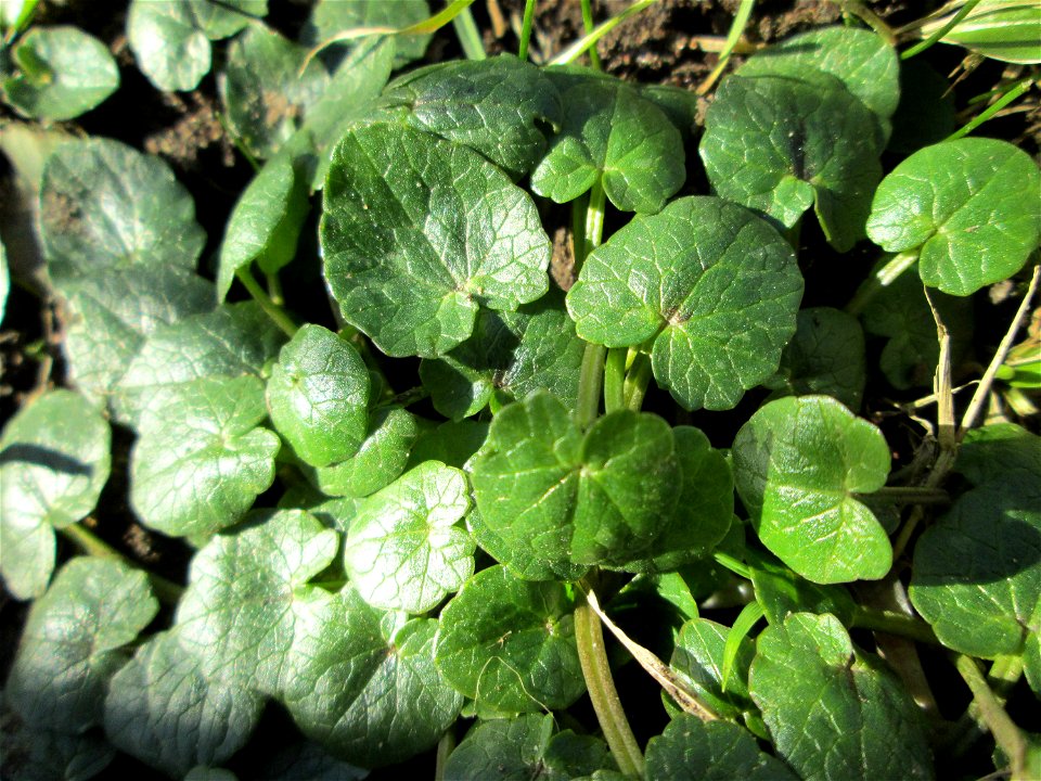 Grundblätter vom Scharbockskraut (Ficaria verna) an der Saar in Saarbrücken - vor der Blüte eignet sich das Scharbockskraut als würzige Salatbeigabe