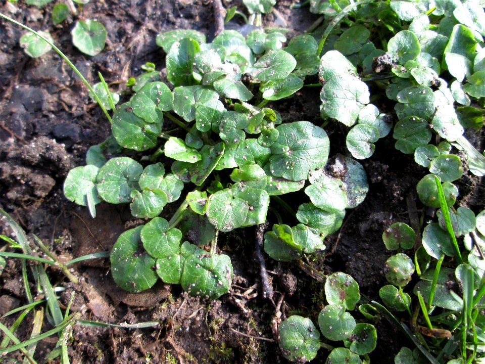Grundblätter vom Scharbockskraut (Ficaria verna) in Sankt Arnual