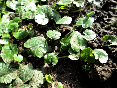 Grundblätter vom Scharbockskraut (Ficaria verna) in Sankt Arnual