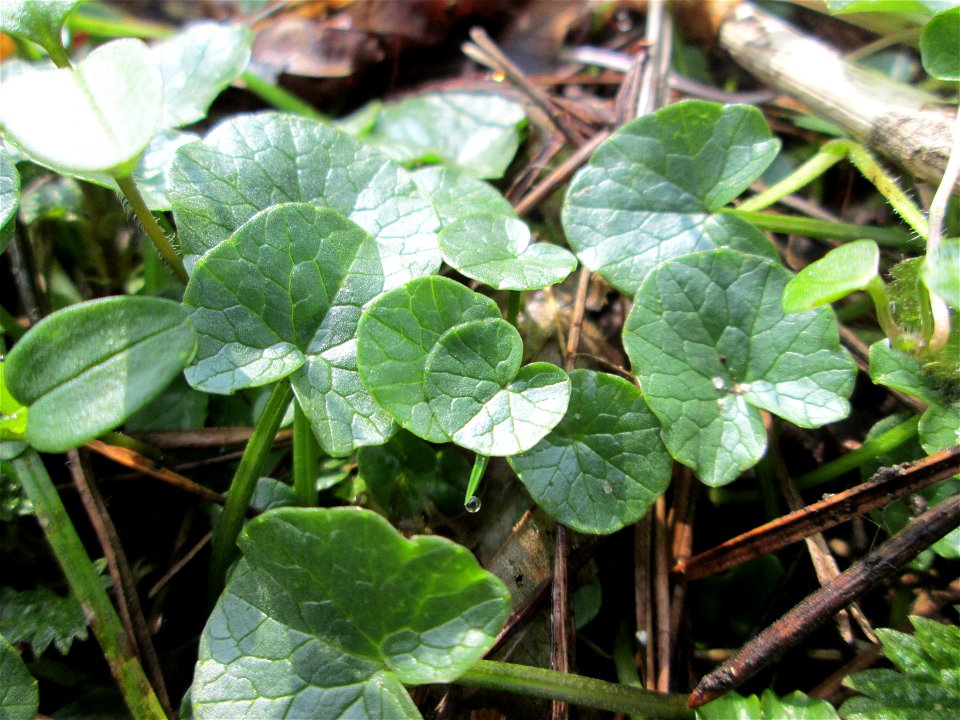 Grundblätter vom Scharbockskraut (Ficaria verna) im Landschaftsschutzgebiet „Drahtzugweiher und das Habsterwiesental“ in Alt-Saarbrücken
