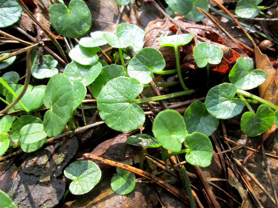 Grundblätter vom Scharbockskraut (Ficaria verna) im Landschaftsschutzgebiet „Drahtzugweiher und das Habsterwiesental“ in Alt-Saarbrücken