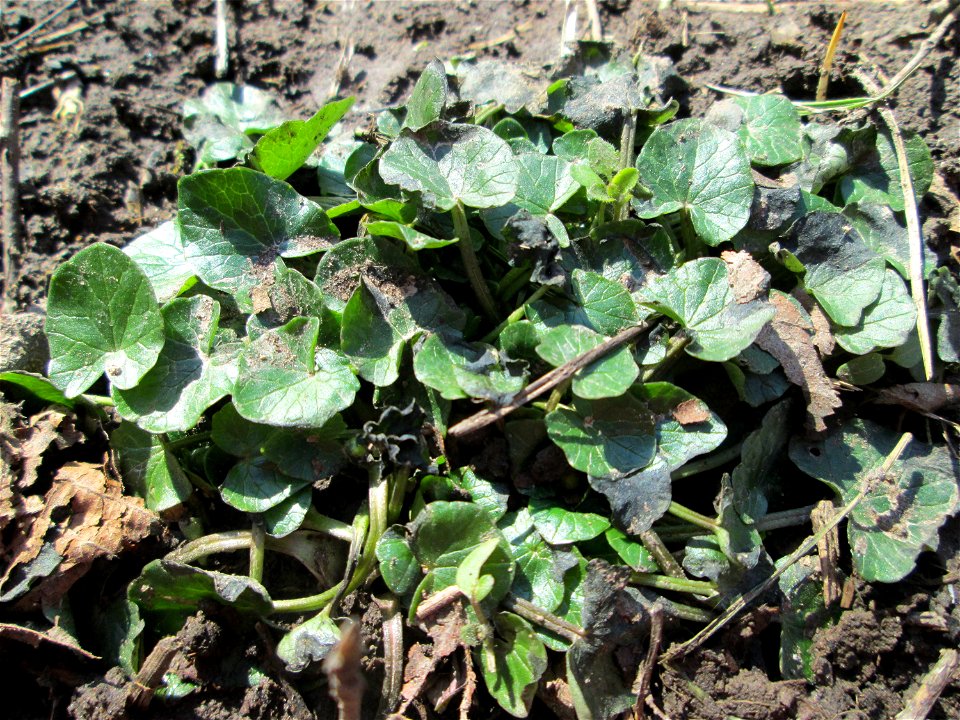 Grundblätter vom Scharbockskraut (Ficaria verna) im Naturschutzgebiet „St. Arnualer Wiesen“