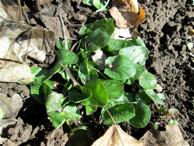 Grundblätter vom Scharbockskraut (Ficaria verna) im Naturschutzgebiet „St. Arnualer Wiesen“