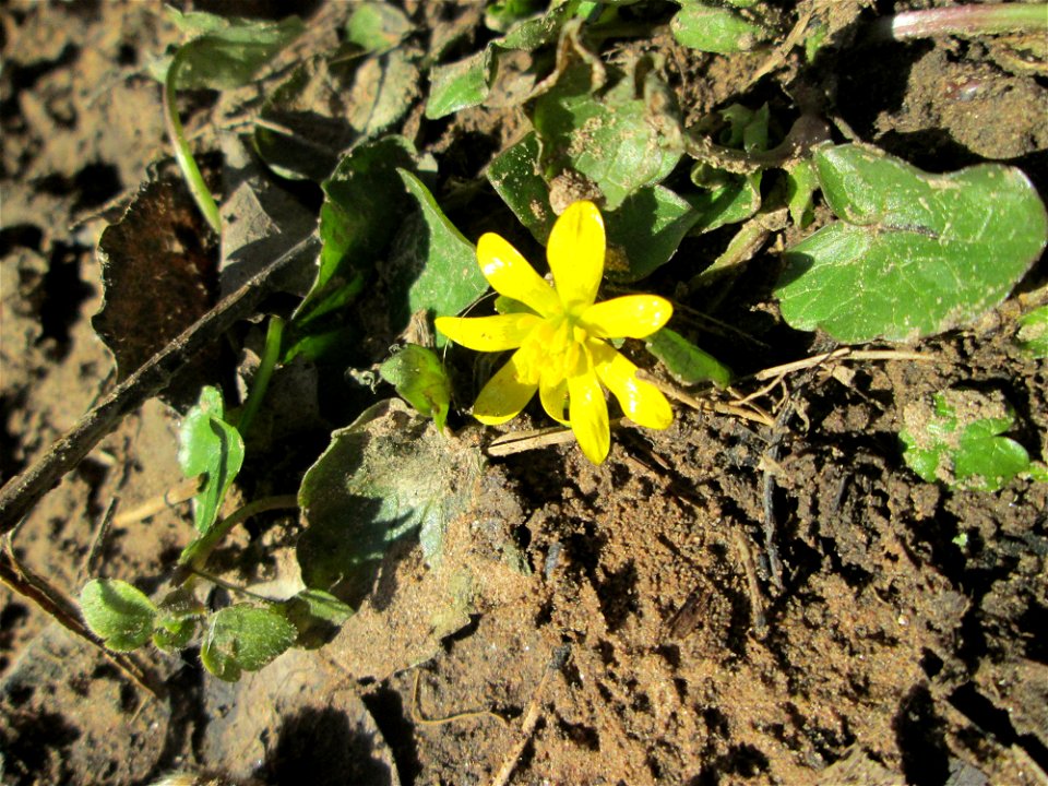 Erste Blüte vom Scharbockskraut (Ficaria verna) im Naturschutzgebiet „St. Arnualer Wiesen“