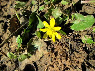 Erste Blüte vom Scharbockskraut (Ficaria verna) im Naturschutzgebiet „St. Arnualer Wiesen“