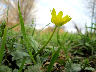 Scharbockskraut (Ficaria verna) im Hockenheimer Rheinbogen