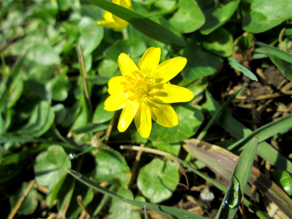 Scharbockskraut (Ficaria verna) in Hockenheim