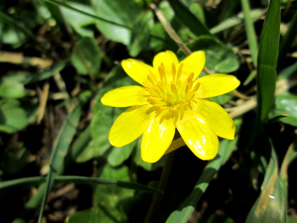 Scharbockskraut (Ficaria verna) am Feldrand bei Hockenheim