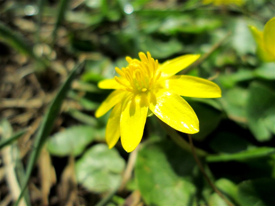 Scharbockskraut (Ficaria verna) am Feldrand bei Hockenheim