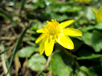 Scharbockskraut (Ficaria verna) am Feldrand bei Hockenheim
