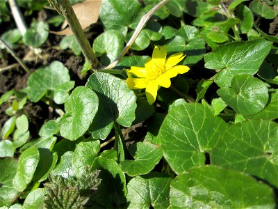 Scharbockskraut (Ficaria verna) auf der Halbinsel am Staden in Saarbrücken