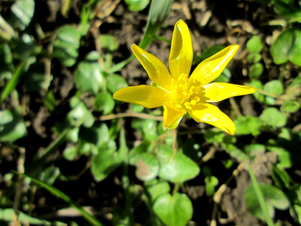 Scharbockskraut (Ficaria verna) auf der Halbinsel am Staden in Saarbrücken