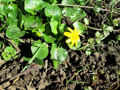 Scharbockskraut (Ficaria verna) auf der Halbinsel am Staden in Saarbrücken