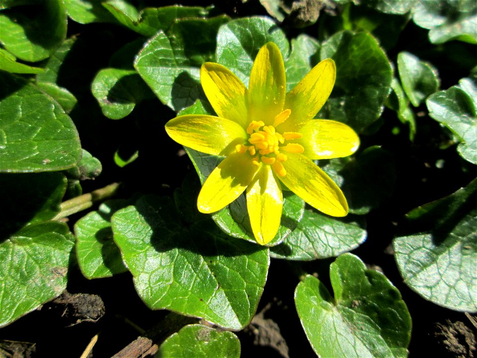 Scharbockskraut (Ficaria verna) auf der Halbinsel am Staden in Saarbrücken