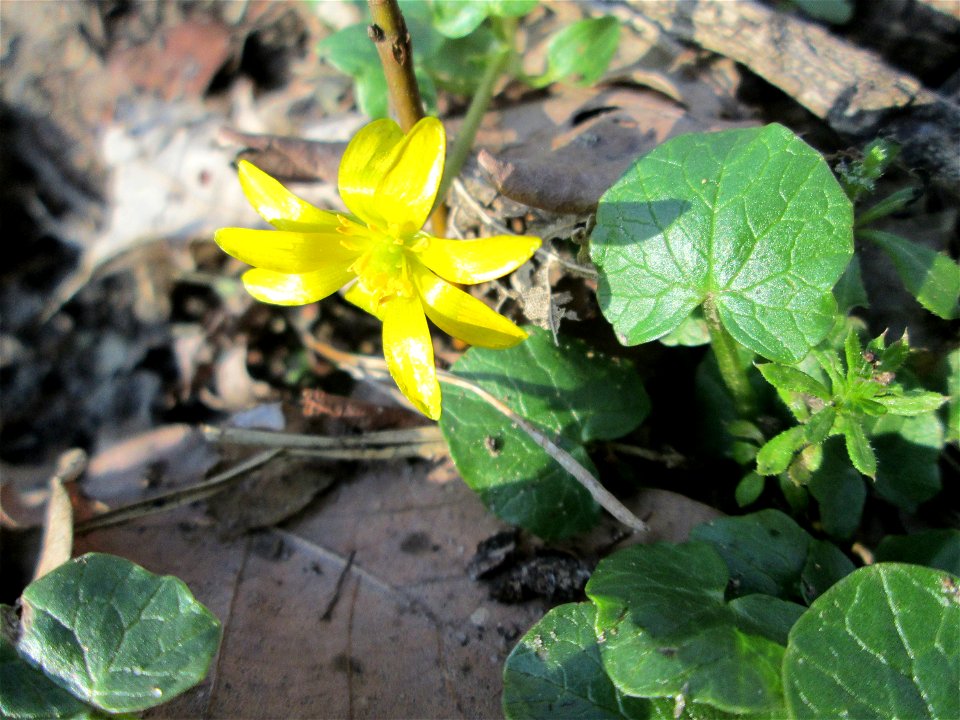 Scharbockskraut (Ficaria verna) im Landschaftsschutzgebiet „Drahtzugweiher und das Habsterwiesental“ in Alt-Saarbrücken