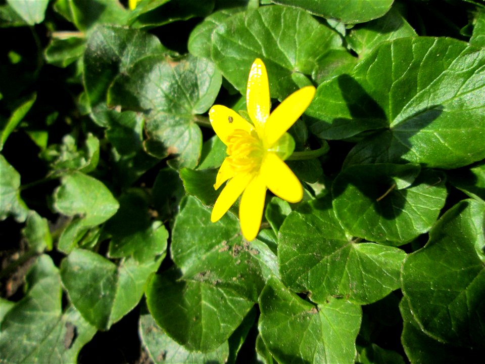 Scharbockskraut (Ficaria verna) in Alt-Saarbrücken